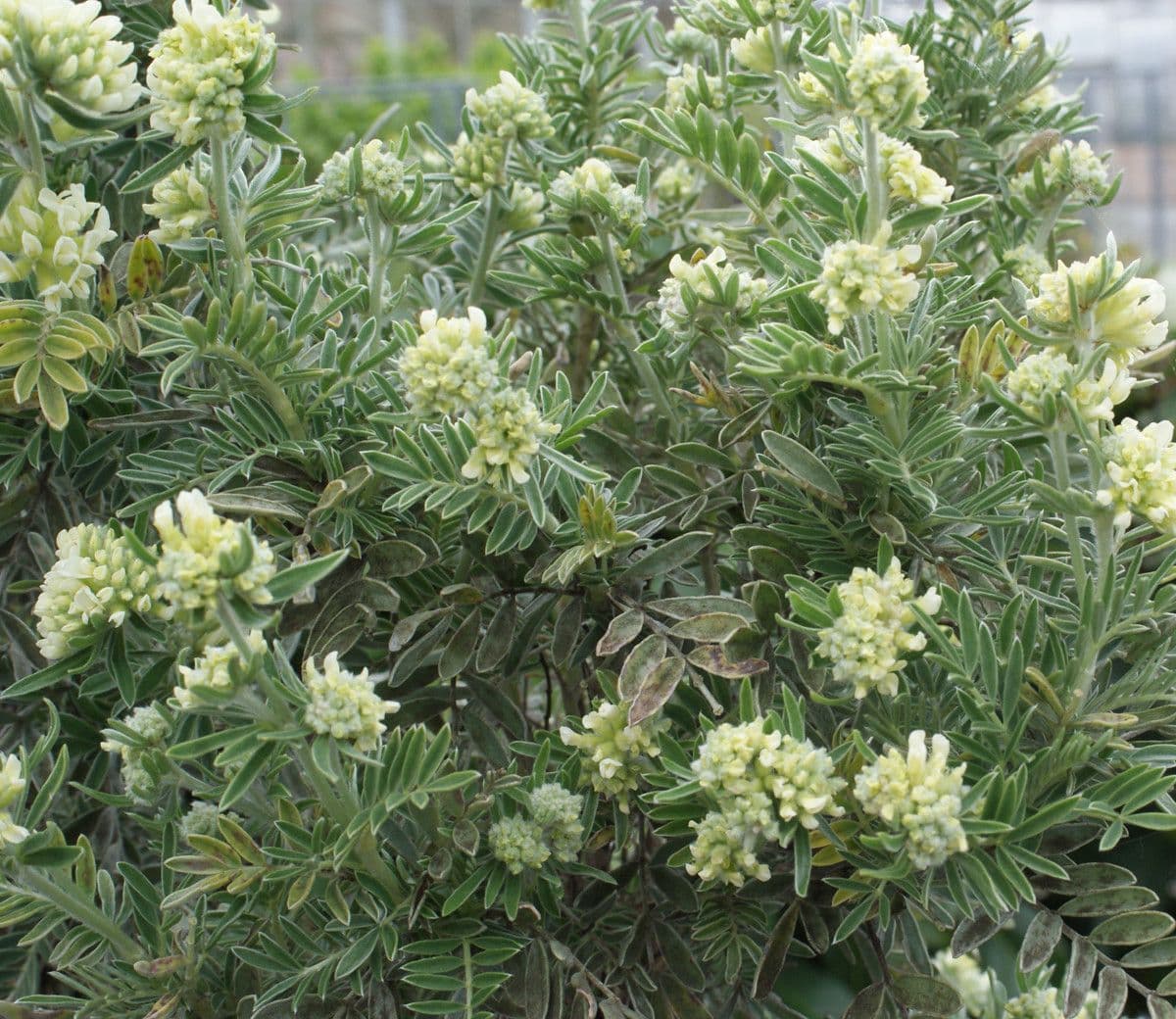 Jupiterbart 12