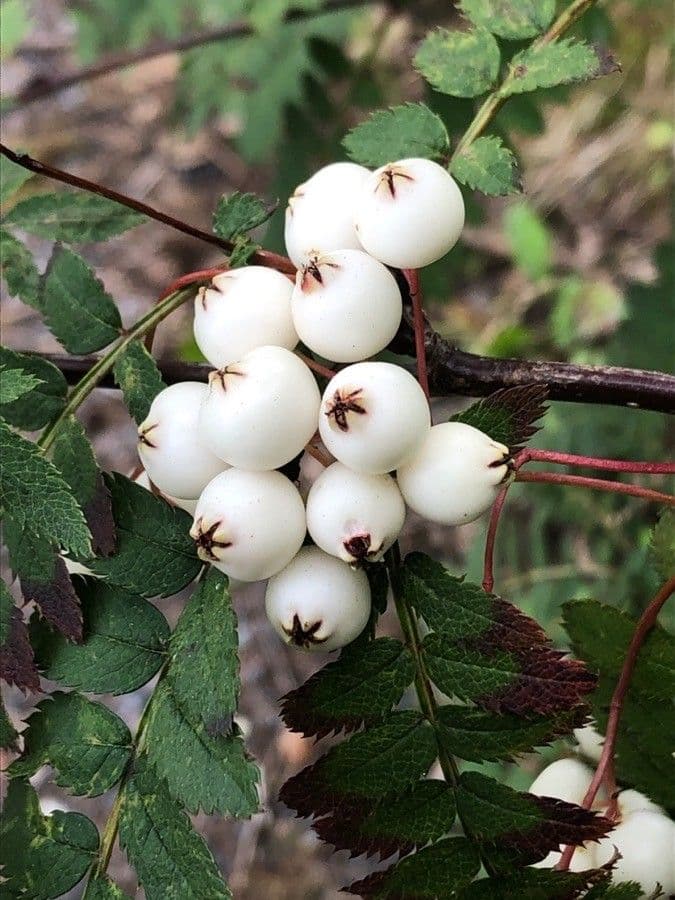 Koehnes Eberesche 5