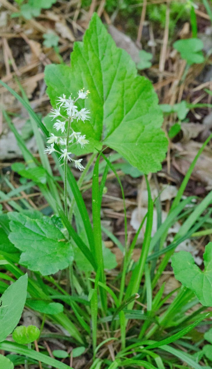 Schaumblüte 11