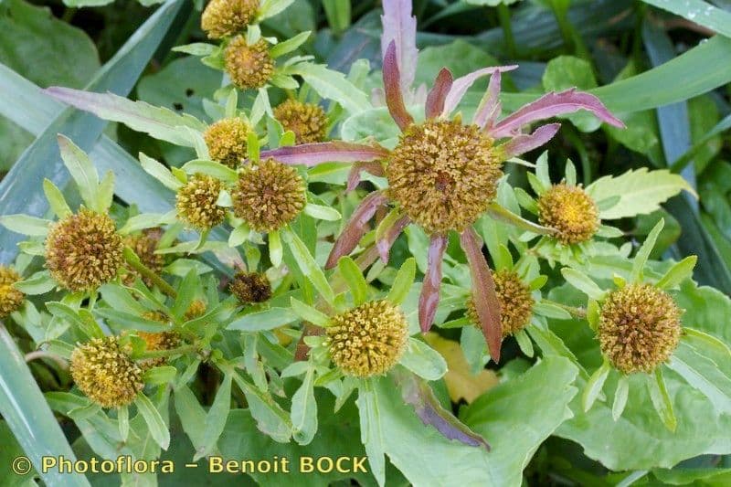 Bidens radiata