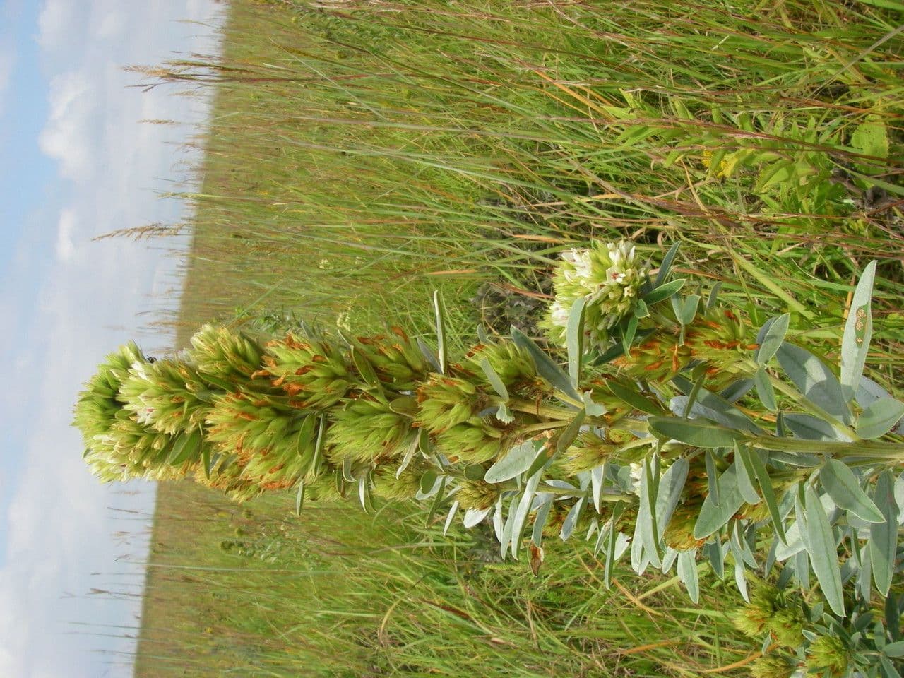 Lespedeza capitata 12