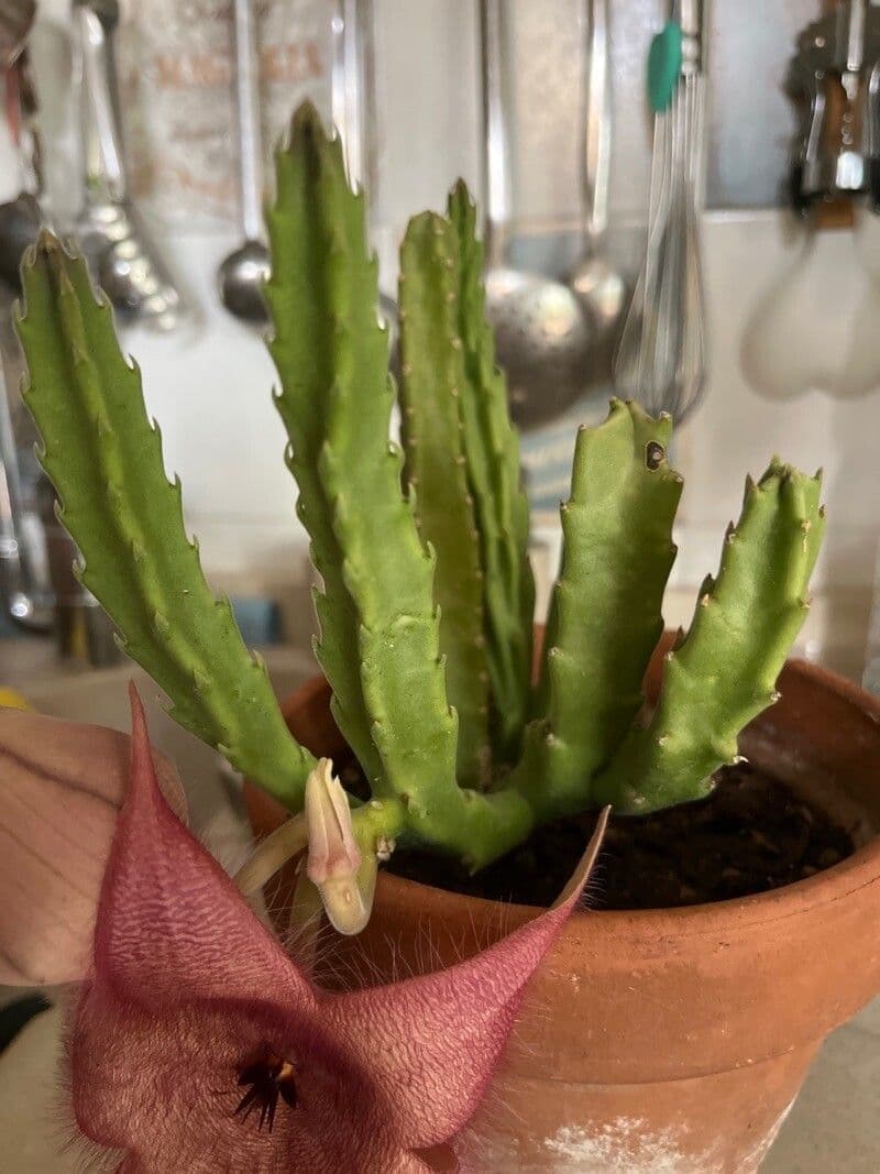 Aasblume 7