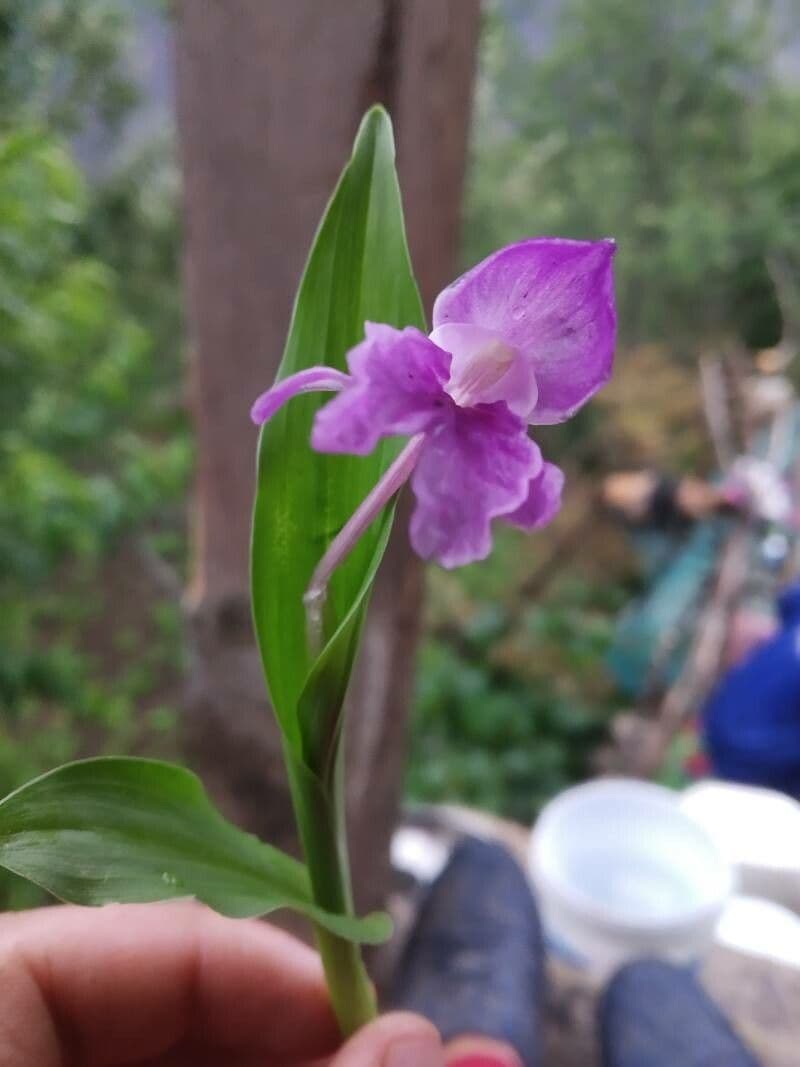 Roscoea 13