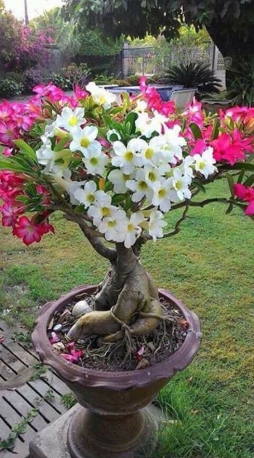 Adenium 9