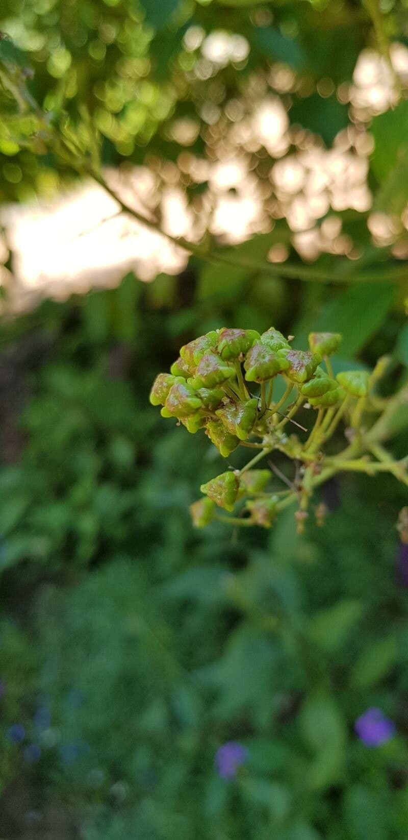 Ceanothus americký 4