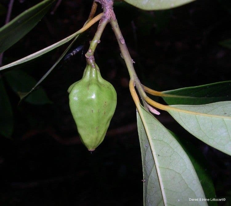 Cryptocarya 3