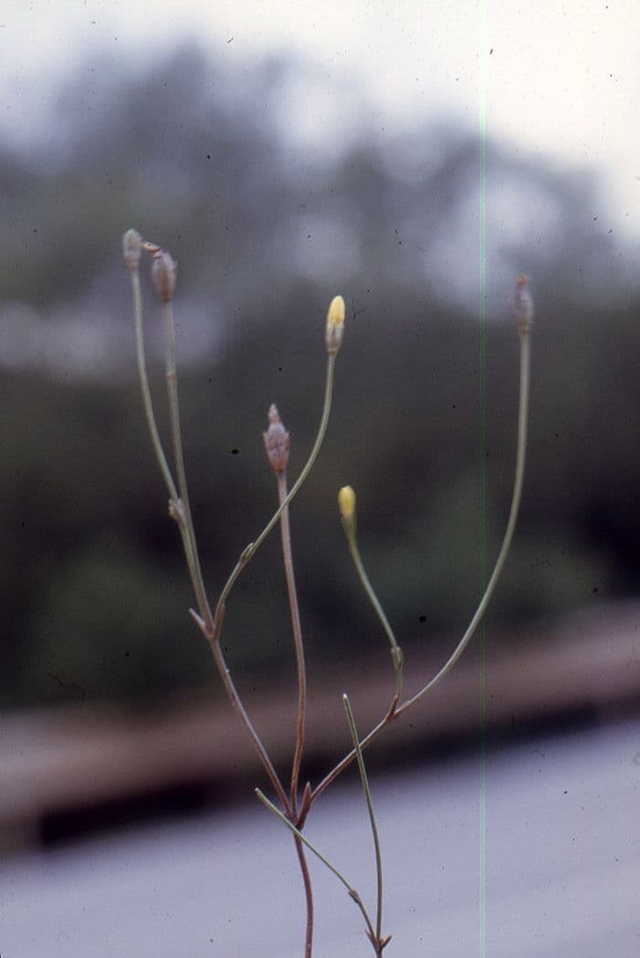 Cicendia filiformis 8