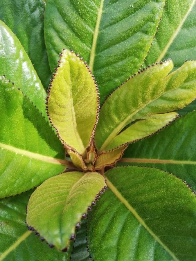 Apiopetalum 9