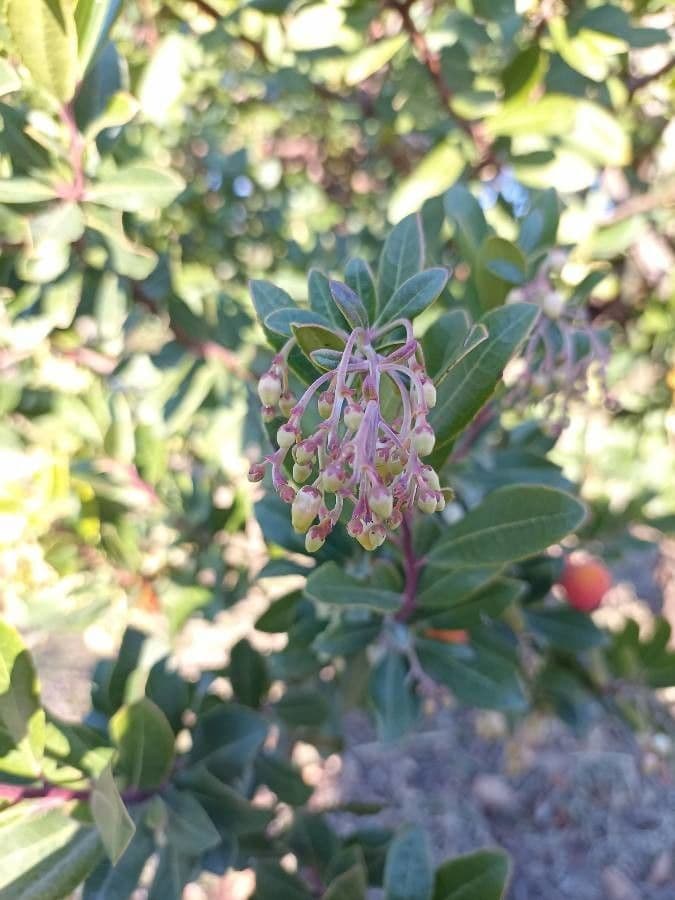 Corbezzolo 27