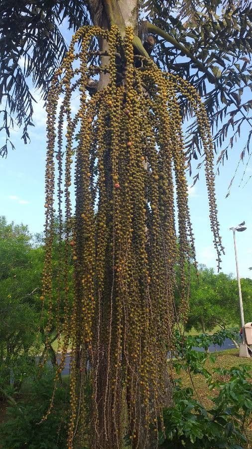 Palma de sagú 3