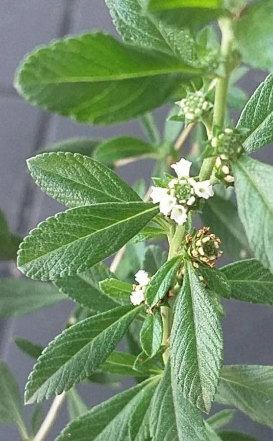 Fuchsienstrauch 6