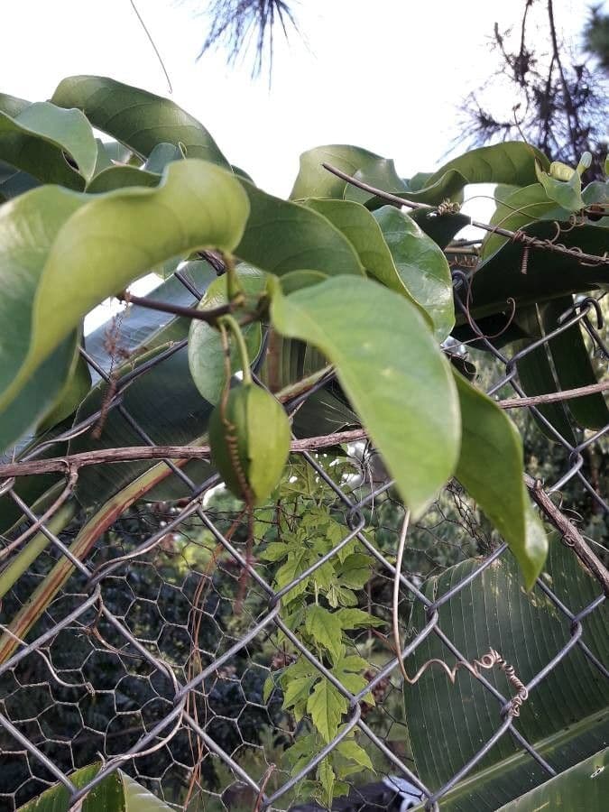 Passiflora laurifolia 16