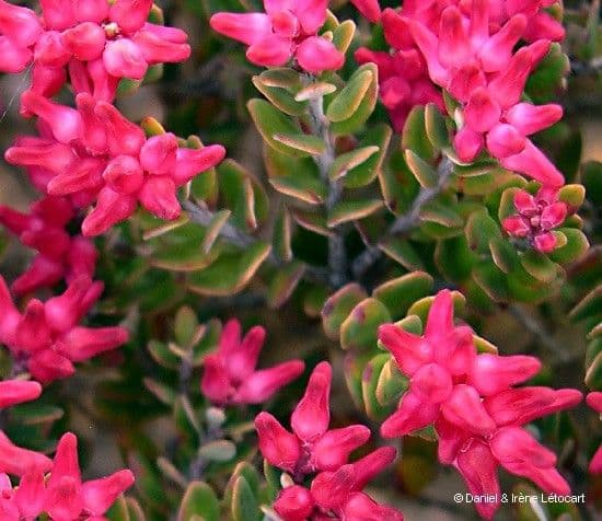 Cyathopsis 2