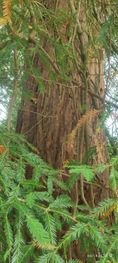Sequoia sempreverde 22