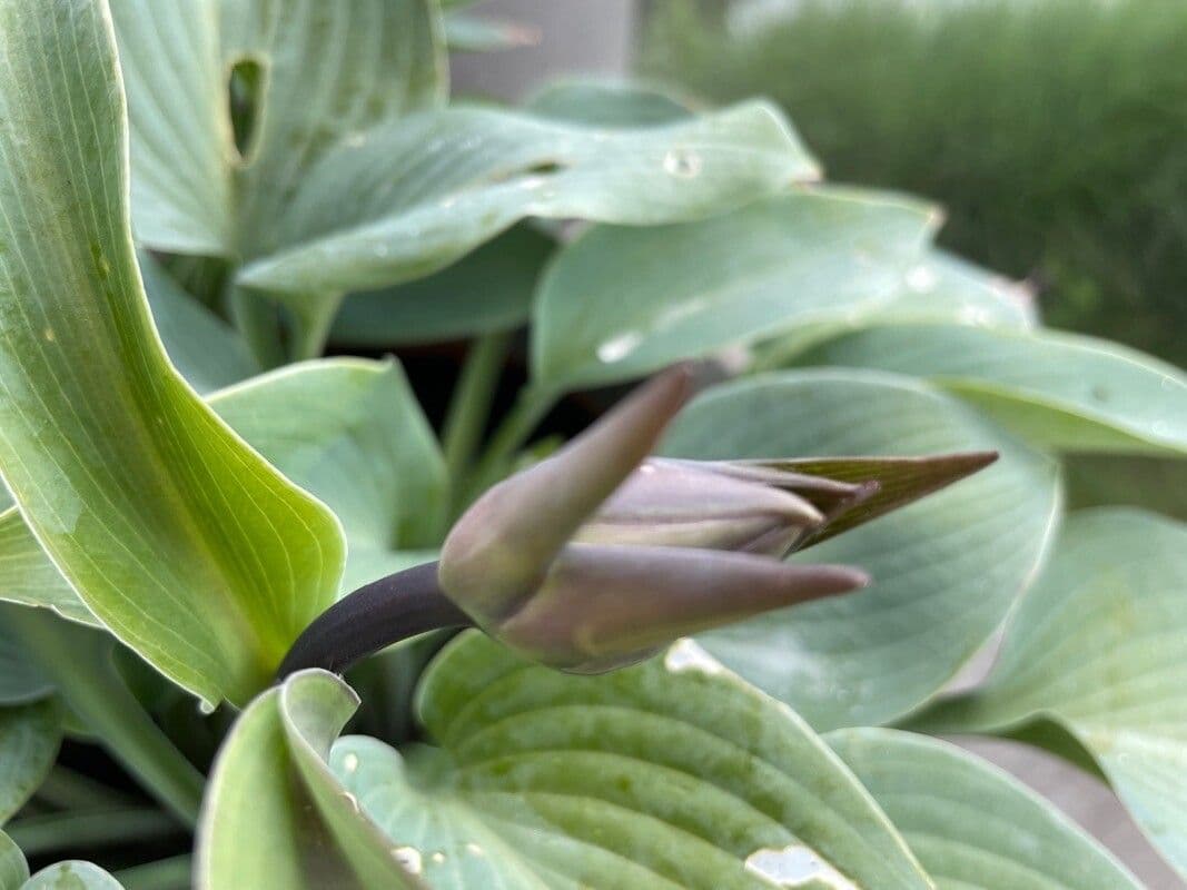 Hosta 17