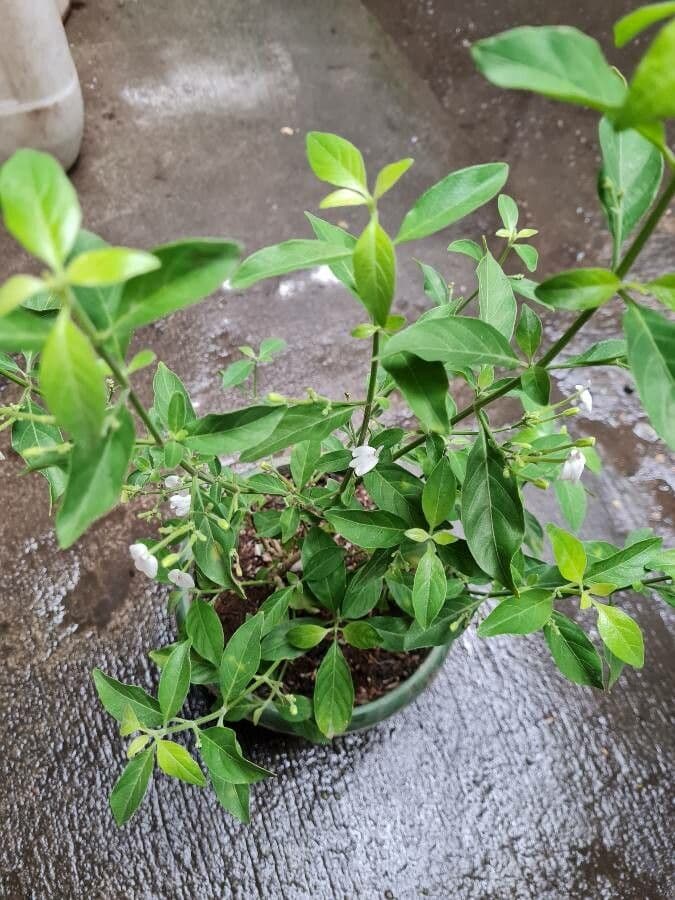 Rhinacanthus 7