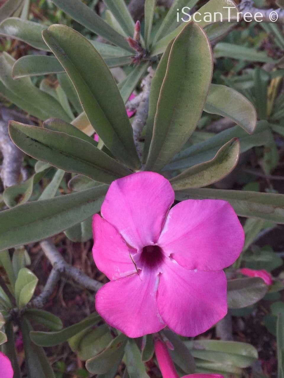Pachypodium