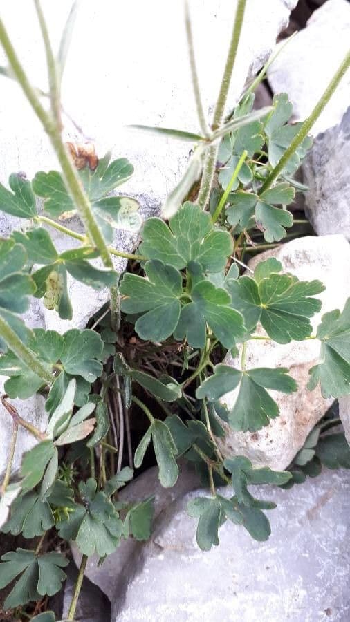 Aquilegia 8