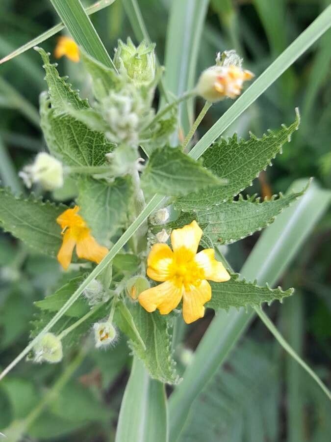 Pseudabutilon pręcikowaty 2