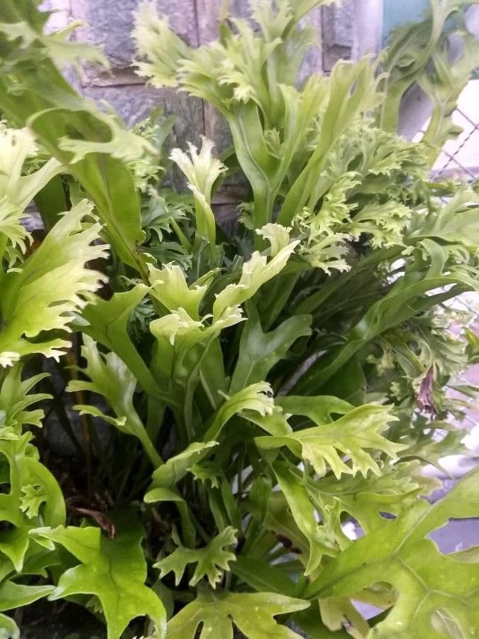 Microsorum puncté 13