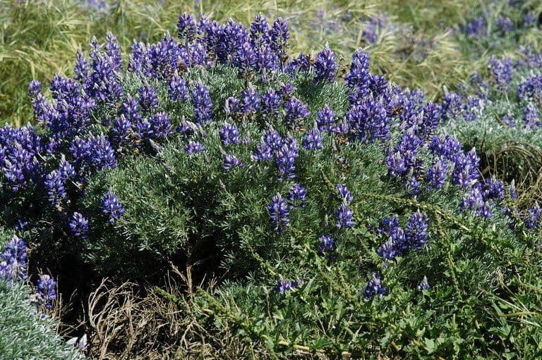 Chamisso-Lupine 7