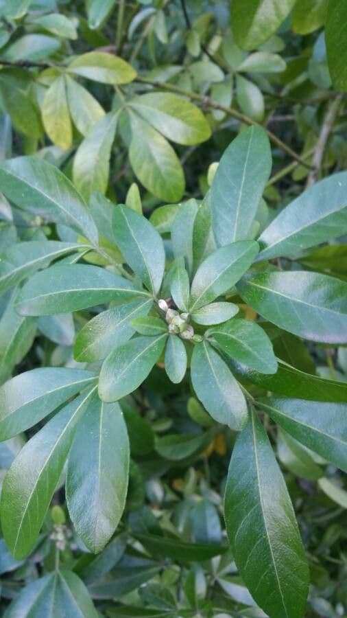 Chittamwood 12