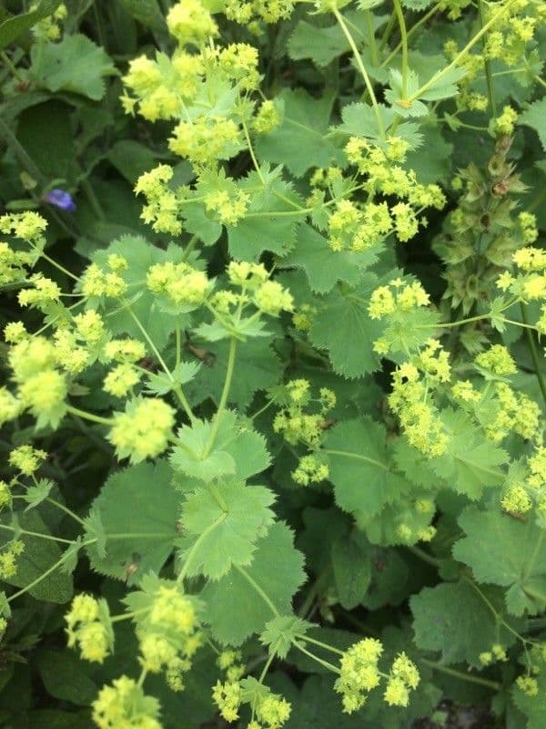 Alchemilla comune 6