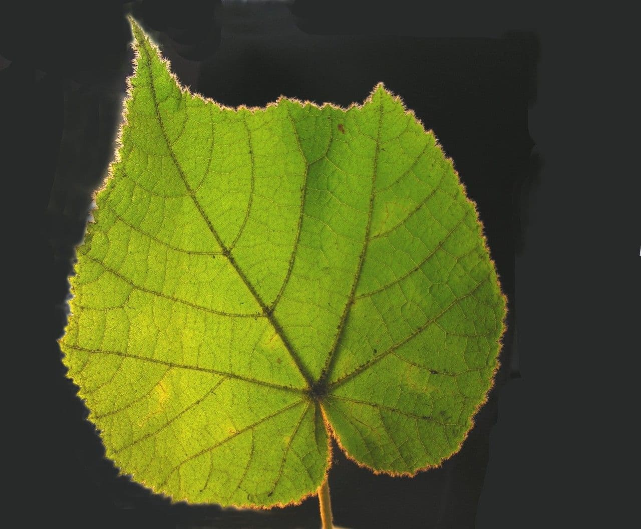 Dombeya 13
