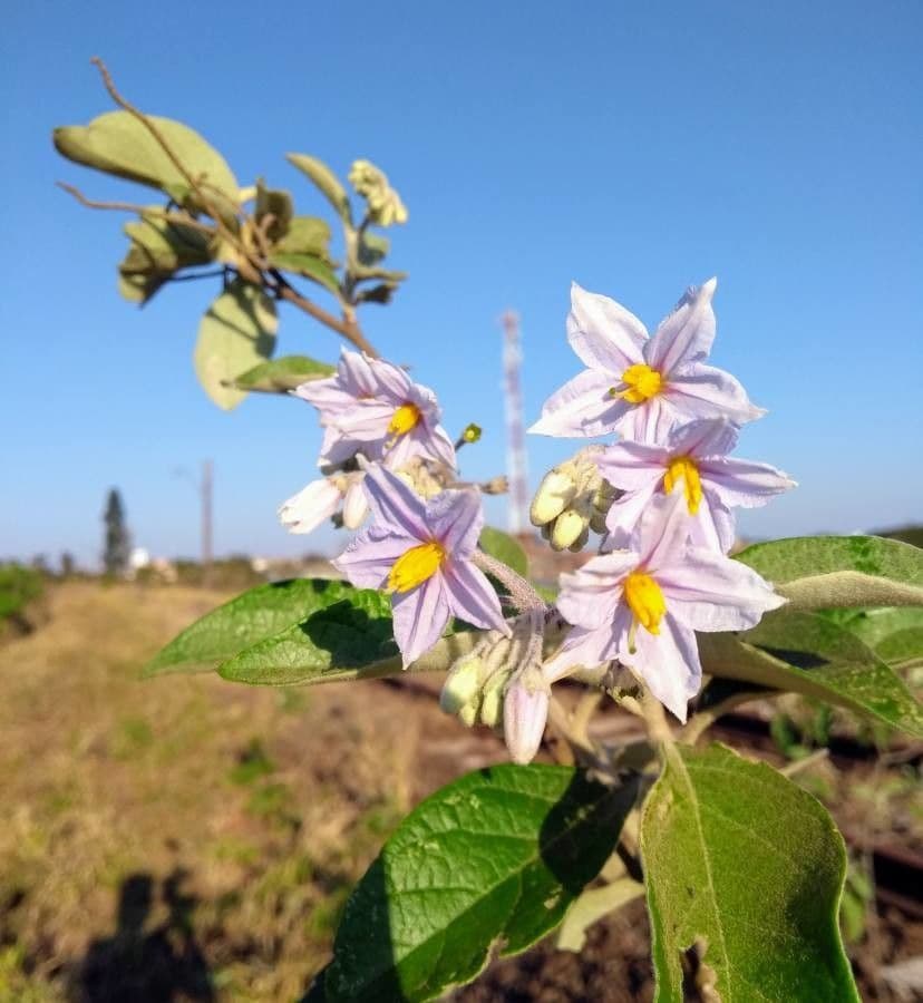 Solanum paniculatum 6