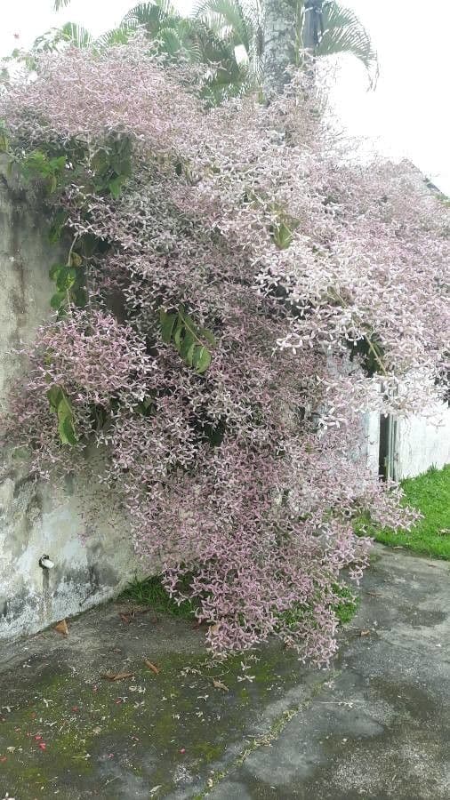 Congea tomentosa 9