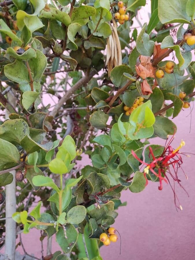 Embothrium 16