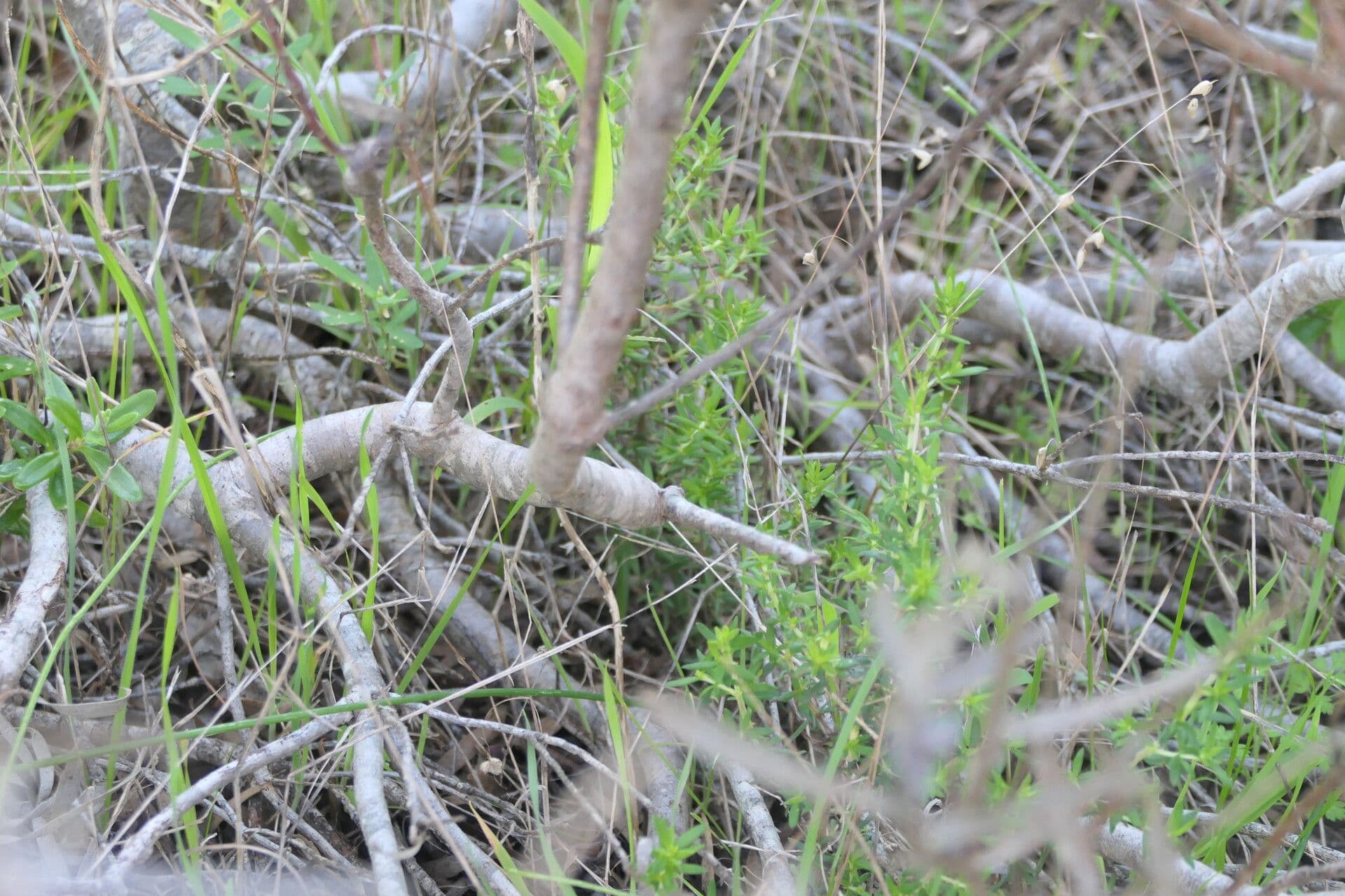 Dune yellowbush 4
