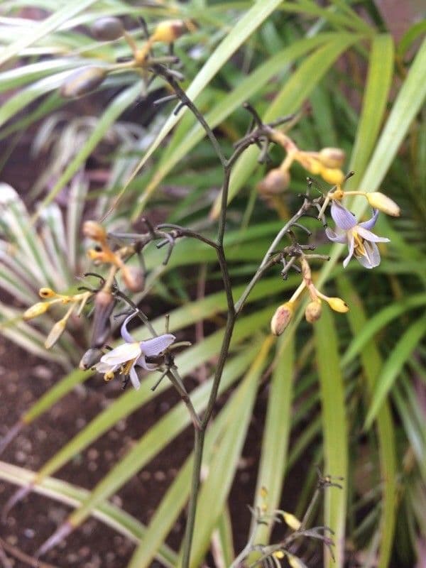 Dianella 24