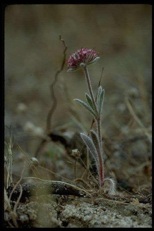 Chorizanthe 10