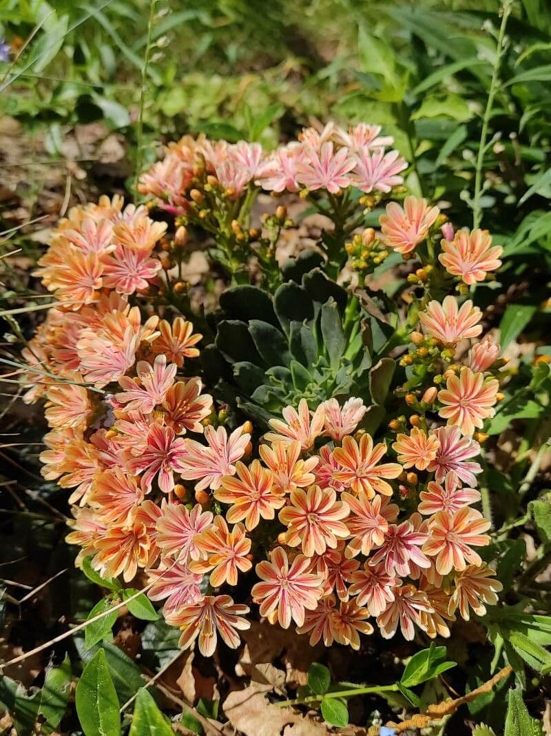 Lewisia cotyledon 8