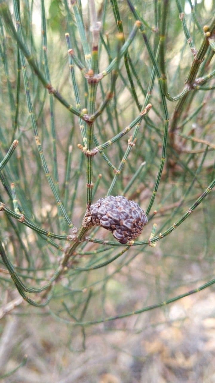 Allocasuarina di Mueller 2