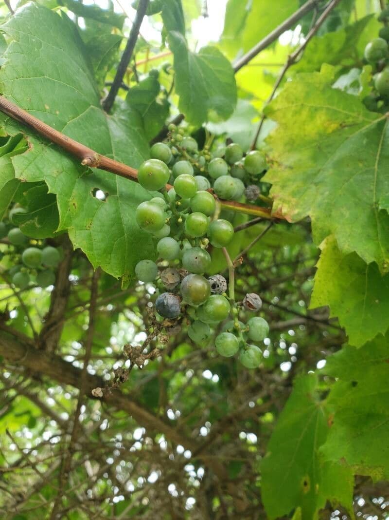 Vitis aestivalis