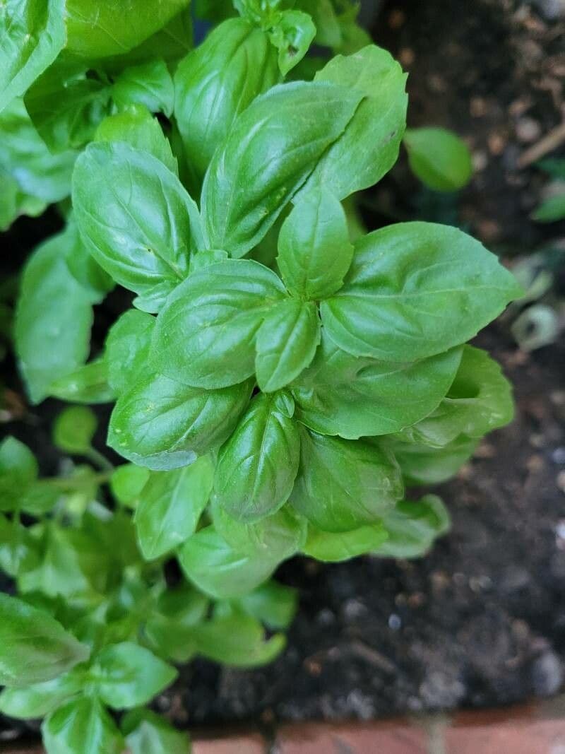 Basilic 28