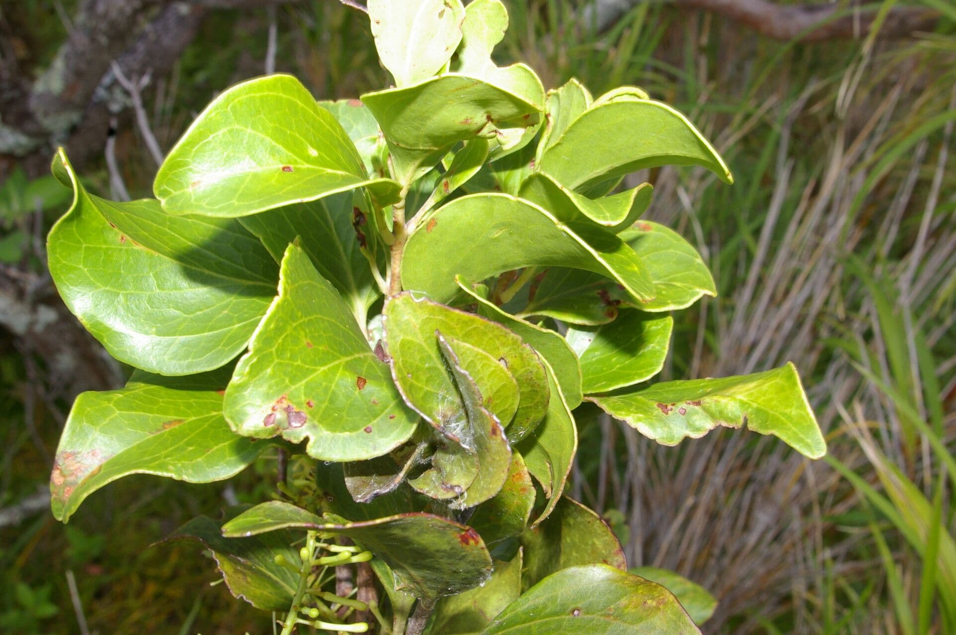 Roupala 10