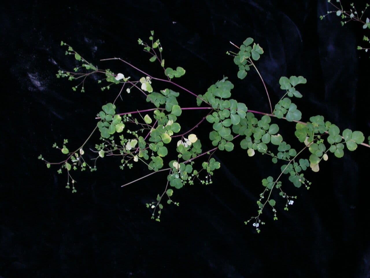 Boenninghausenia 4