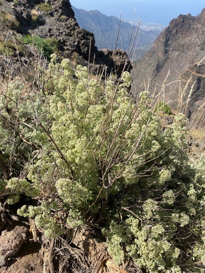 Bystropogon 9