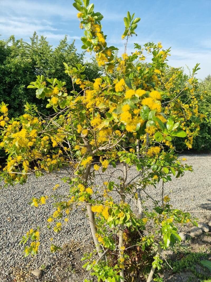 Azara 10
