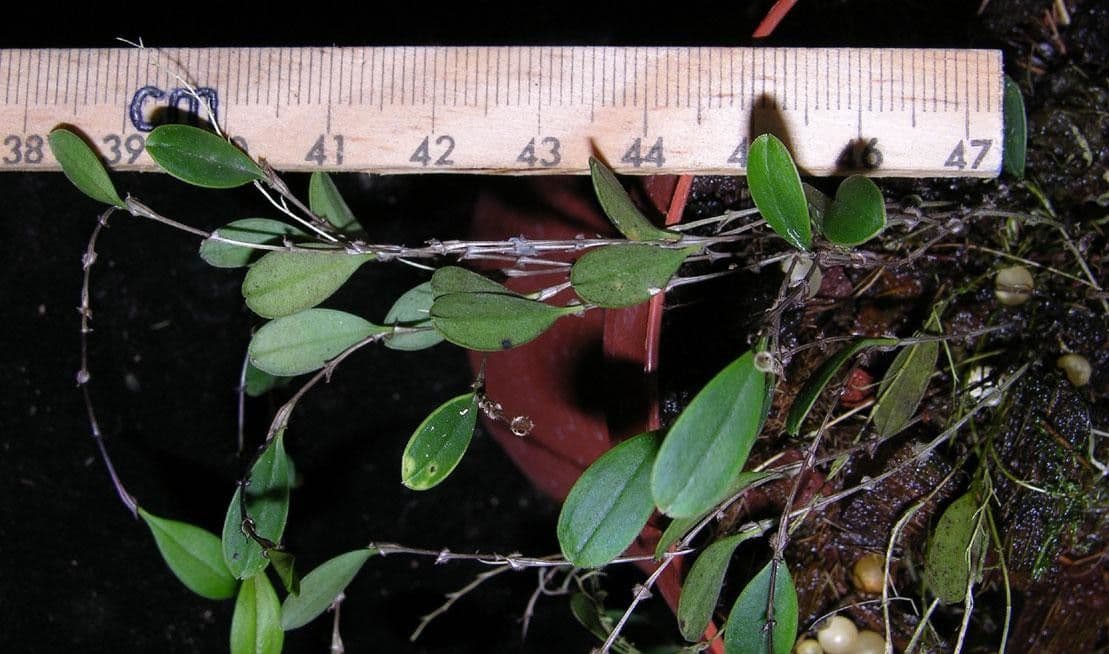 Trichosalpinx 6