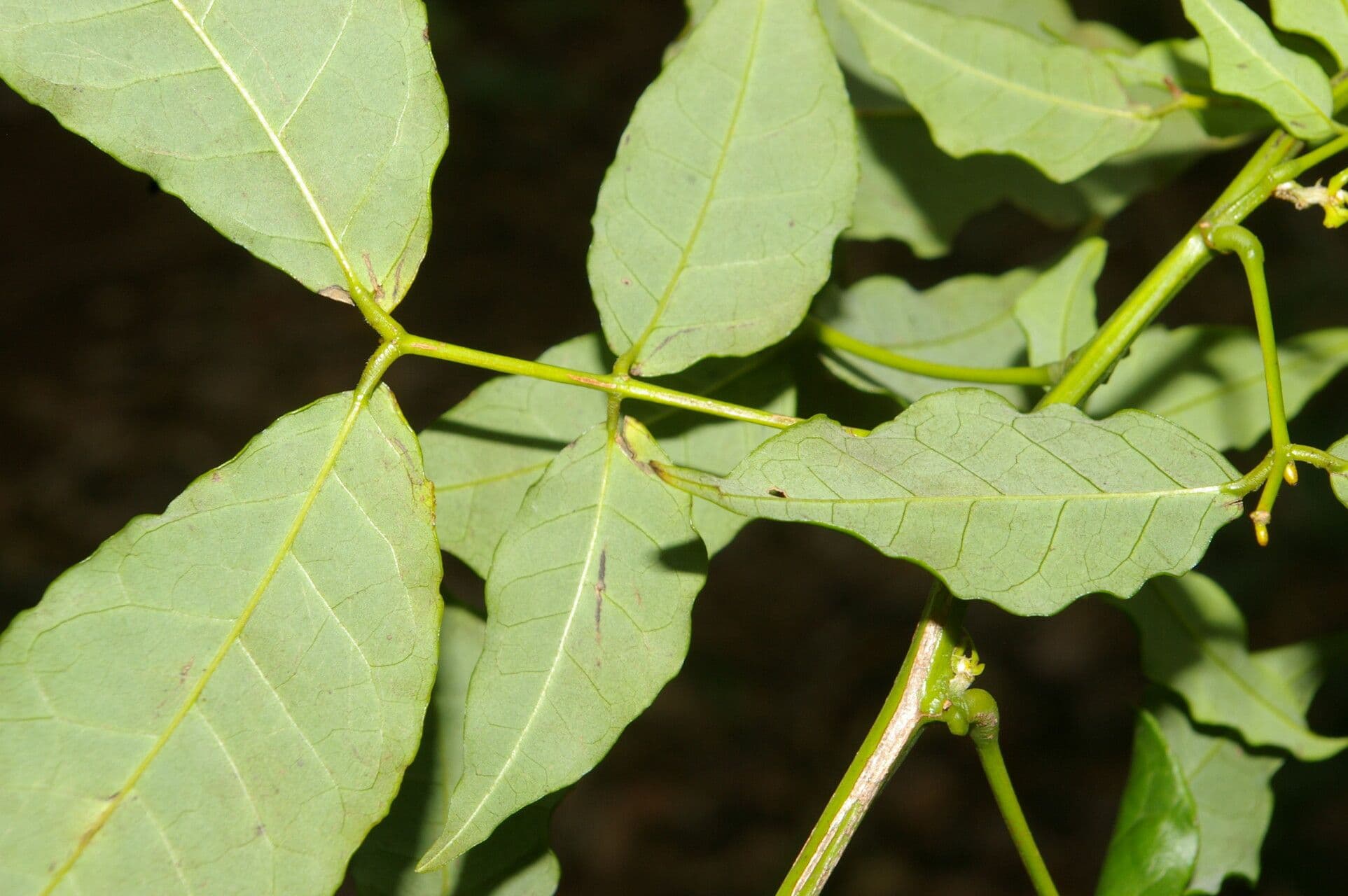Senna undulata 4