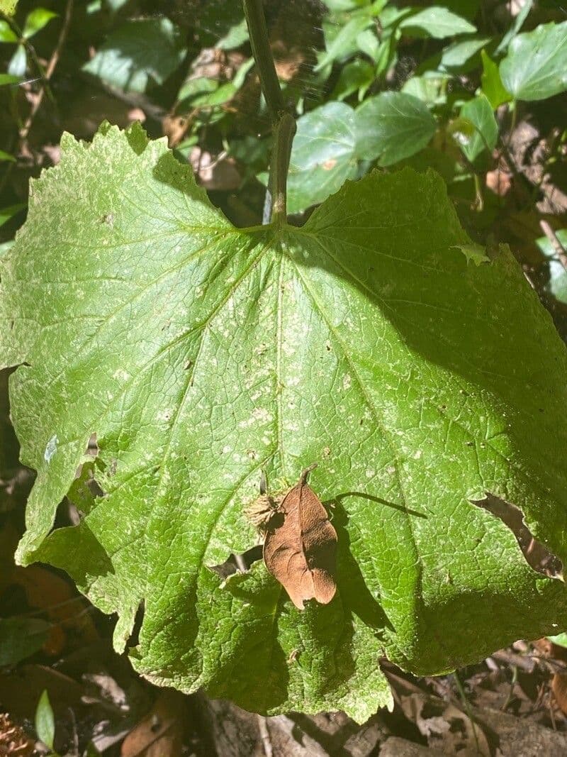 Pericallis 17