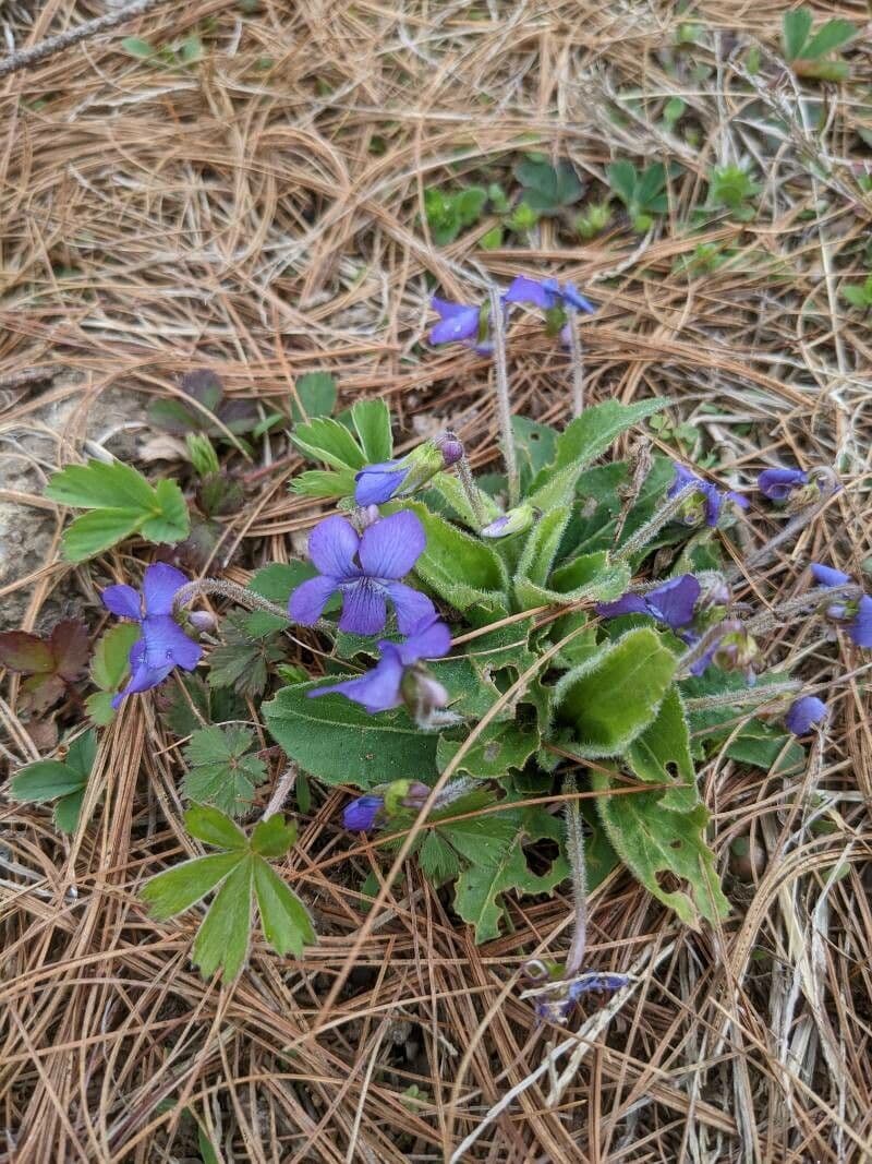 Viola sagittata 2