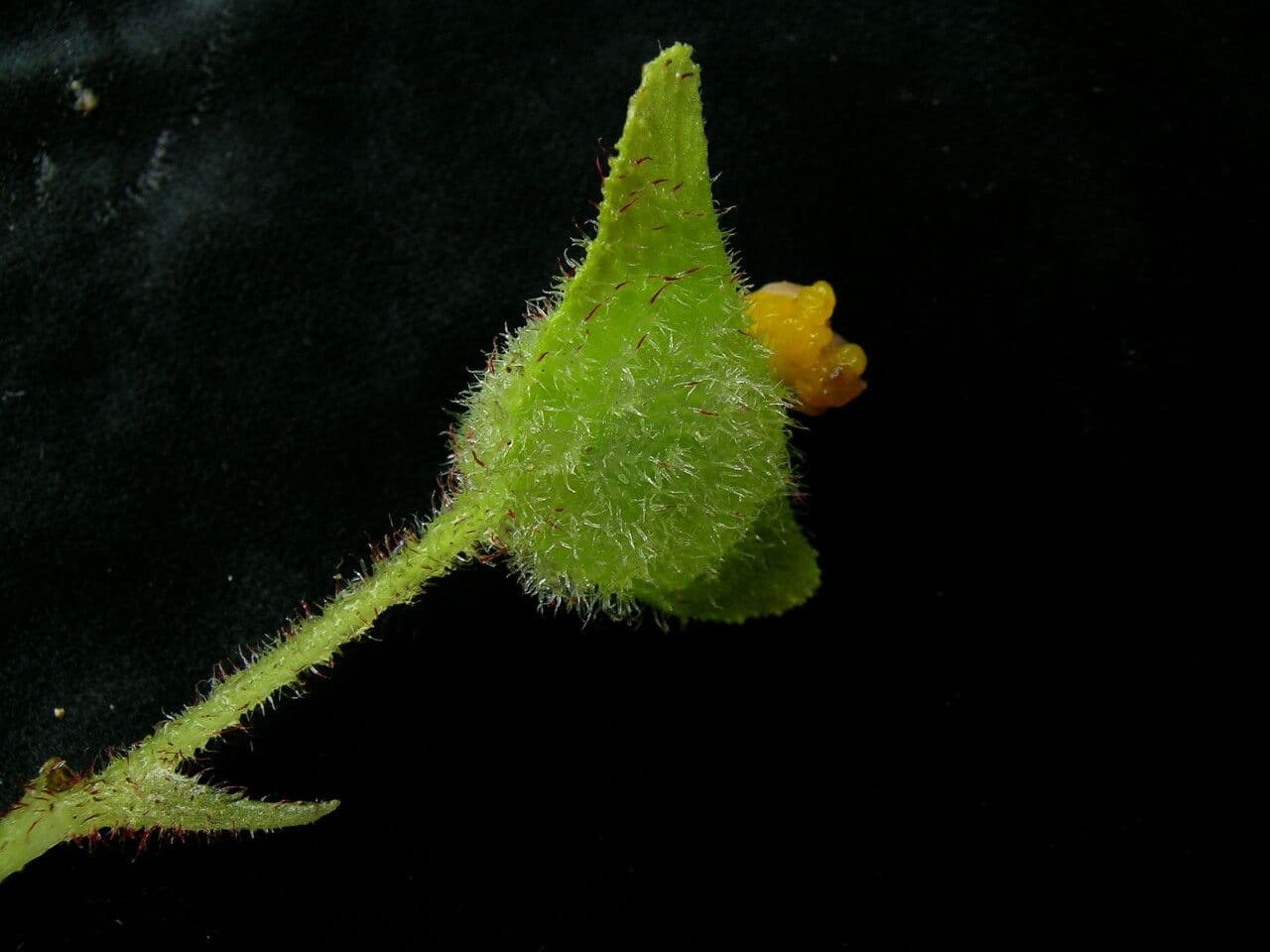Begonia dipinta