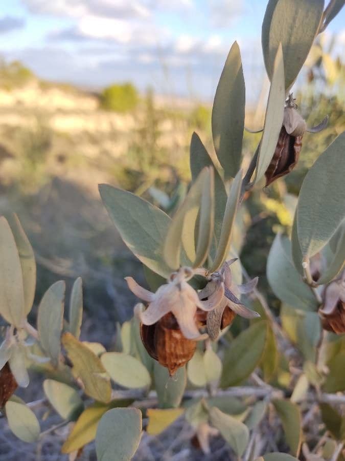 Jojoba 4