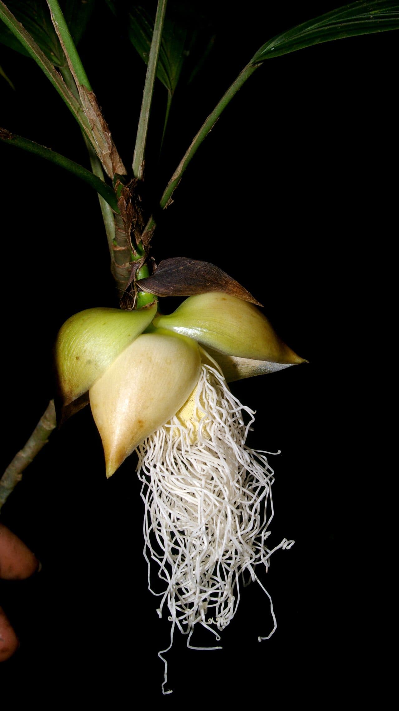 Asplundia