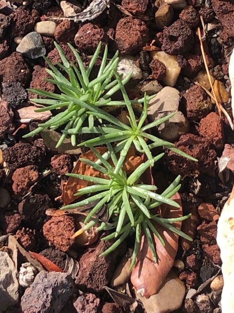 Phemeranthus 3